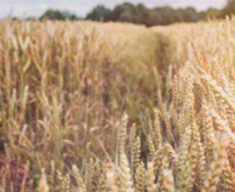 Federagricoltura Agrigento, serve un incontro sul crollo del prezzo del grano e la crisi del settore