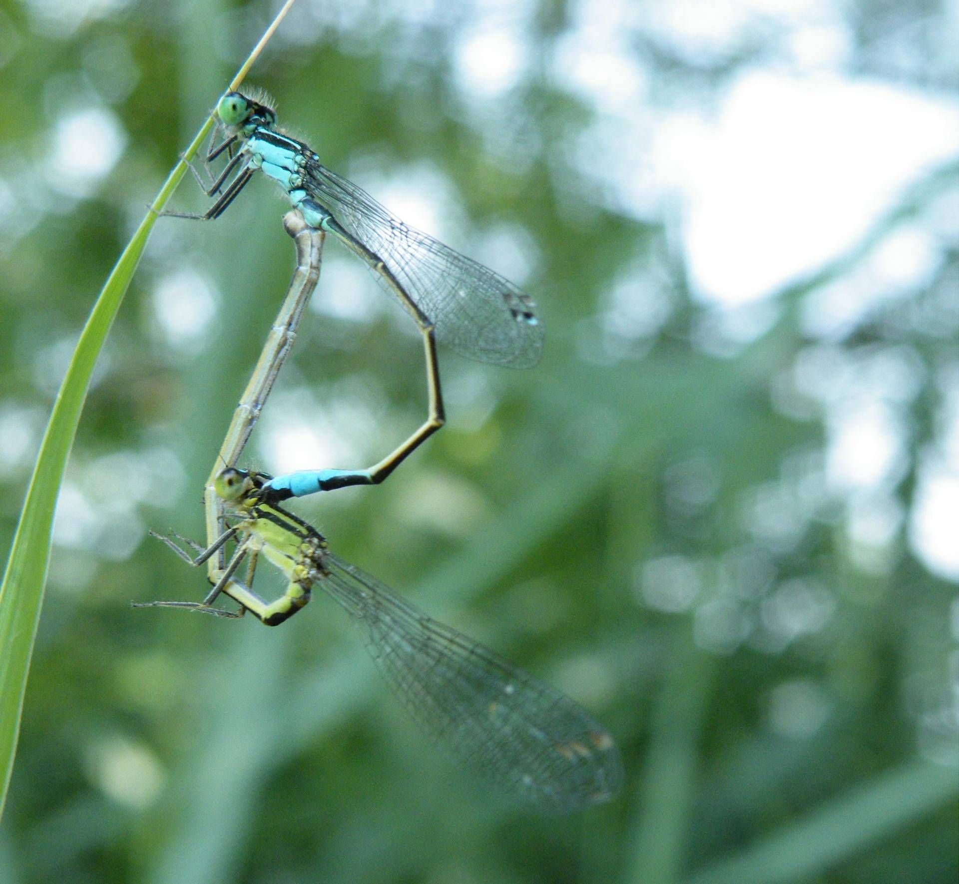 Ischnura elegans