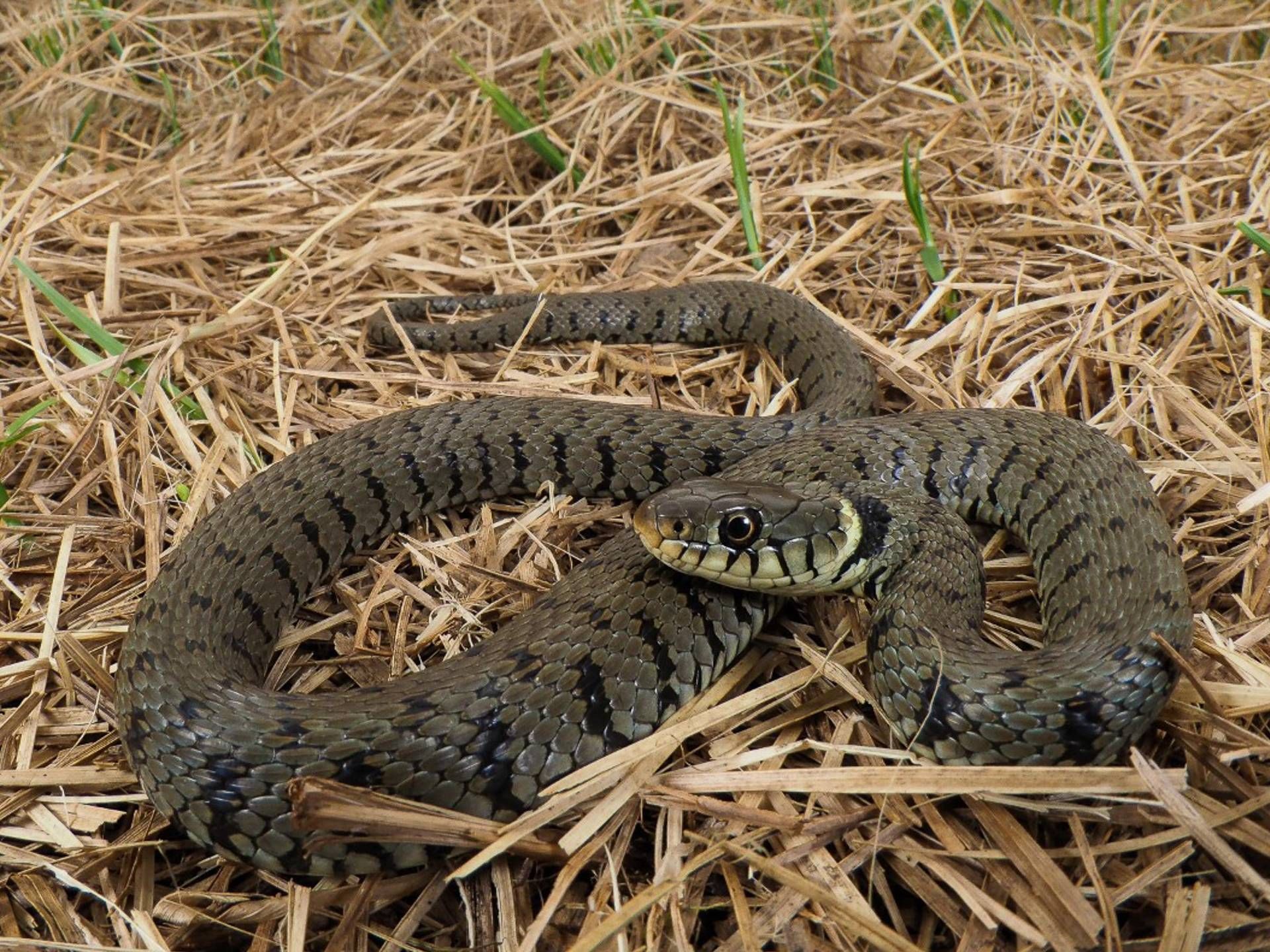 Natrice dal collare barrata - Natrix helvetica