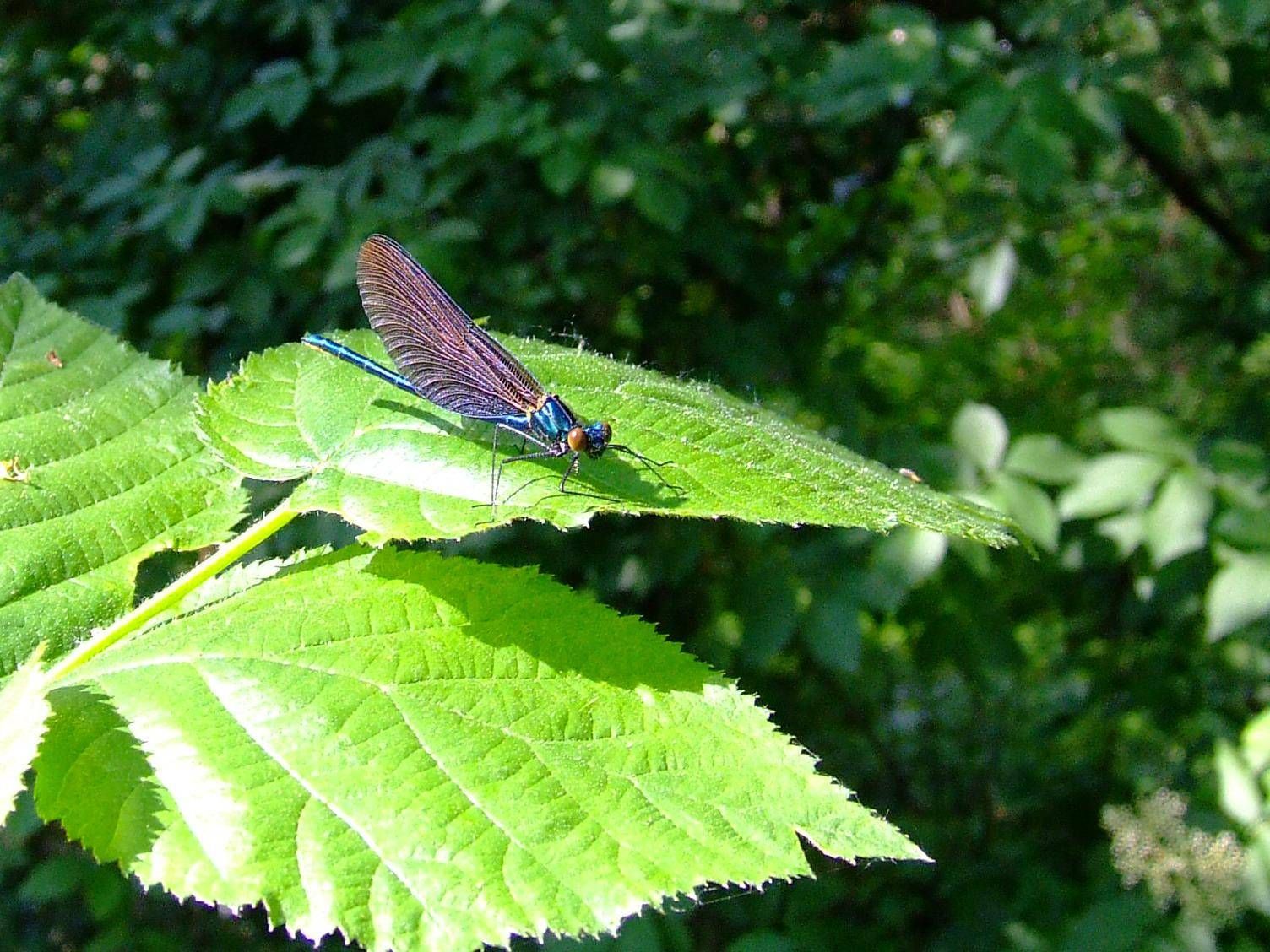 Calopteryx virgo