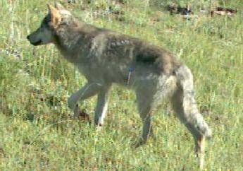 Chieti, woman attacked by a wolf who snatches the dog from her arms