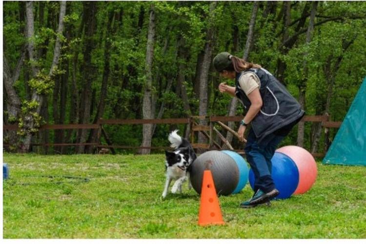 Dog Academy Italia Festival a Buguggiate