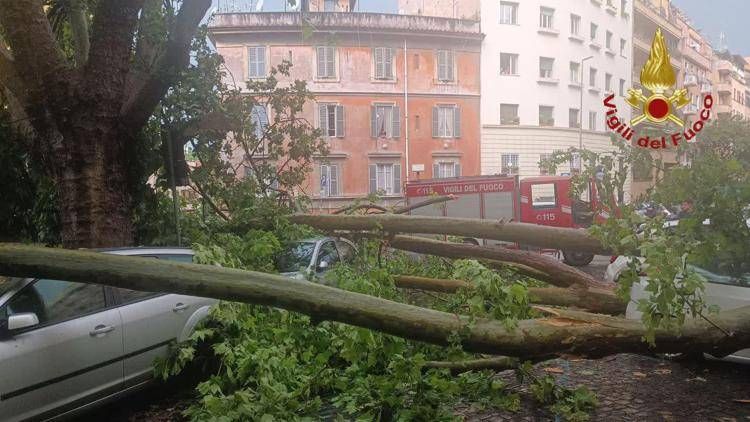 Roma, crolla albero sulla Nomentana: travolte auto in sosta, nessun ferito