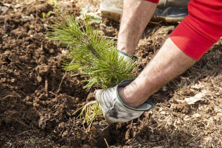 Cinque anni di Mosaico Verde, riqualificati oltre 3 mln di mq di aree verdi