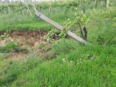 Alluvione sui vigneti del territorio, ingenti danni alle cantine dei Colli Bolognesi