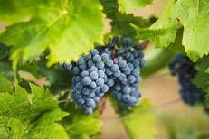 Città Europea del Vino 2024 per 20 Comuni dell’Alto Piemonte e Gran Monferrato