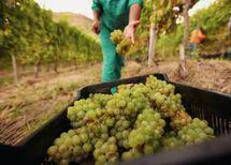 Agricoltura, Cifa Italia: