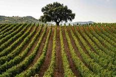 Foto crediti Consorzio Doc Sicilia