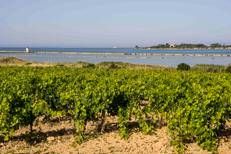 Foto crediti Consorzio DOC Sicilia<br>
