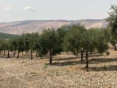 Vino e olio? Cartolina di una verdissima Sicilia