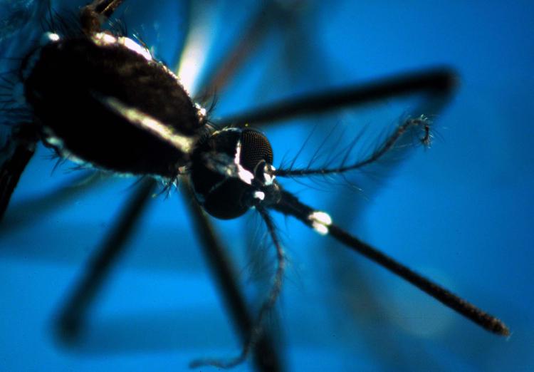 Medici ambiente, 'tra zanzare, zecche e vespe più rischi salute cittadini'