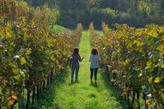 Foto crediti: Botticino - Noventa bioviticoltori in alta collina<br>