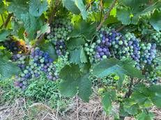 Vendemmia 2023, troppa pioggia o troppo caldo?