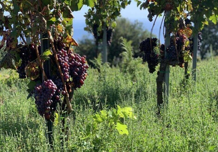 Elisabetta Abrami: la produttrice che unisce l’Etna e la Franciacorta con “Il vino che viene dalla terra”