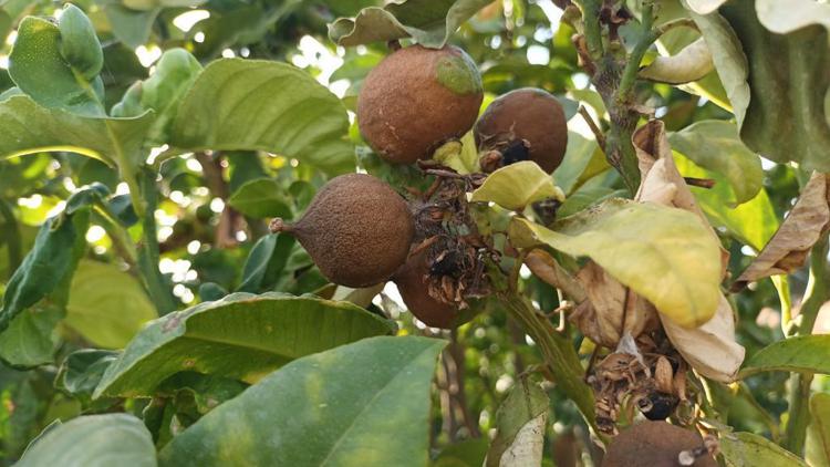 I frutti di bergamotto 'bruciati' dalle temperature record in Calabria