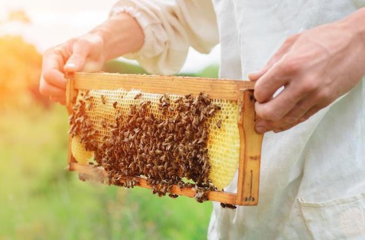 Andar per miele da agosto a dicembre, le sagre nelle regioni italiane
