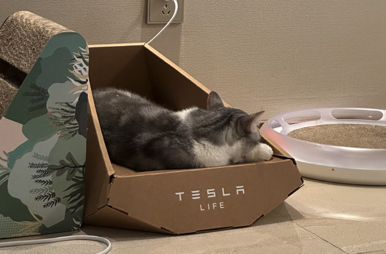 Tesla, l'ultima novità di Musk è una cuccia per gatti in cartone