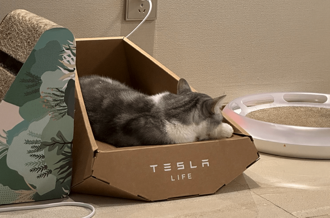 Tesla, Musk's latest novelty is a cardboard cat house Pledge Times