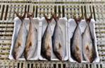 Consumo di pesce cresce 29kg pro capite nel 2022, attenzione a conservazione