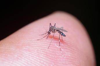 Dengue, un caso al Circeo: scatta la disinfestazione