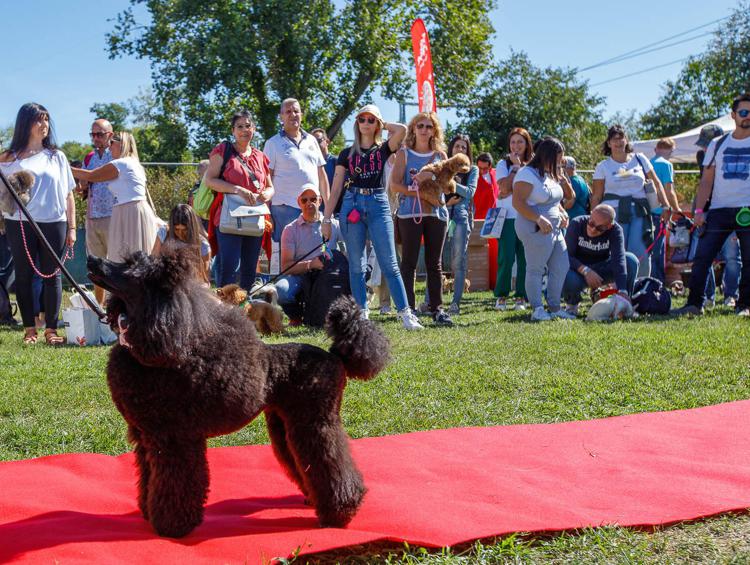 A Milano va in scena 'Only for Pet Lovers', evento per cani piccola taglia