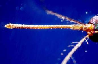 West Nile in Italy, 133 cases and 6 deaths