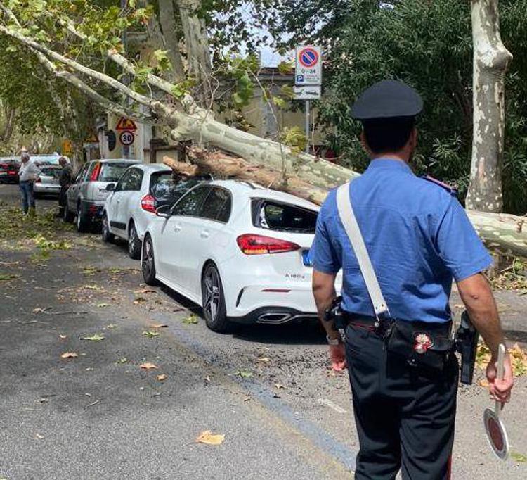 L'albero crollato sull'auto a Roma