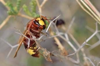 Insects, 20 deaths a year from stings: how to prevent anaphylactic shock