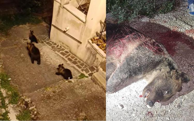 A sinistra Amarena e i suoi cuccioli, a destra il corpo dell'orsa uccisa nella serata di ieri - Gemma Di Pietro (Facebook) /Parco Nazionale d'Abruzzo