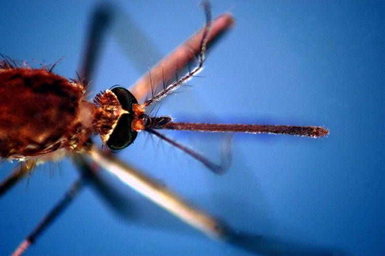 West Nile, in Italia 171 casi e 9 morti
