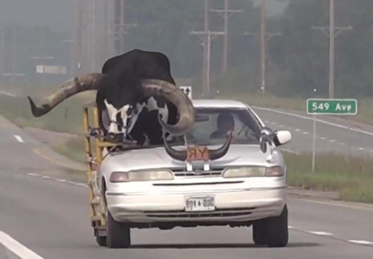 Polizia ferma auto in autostrada, c'è un toro a bordo - Video