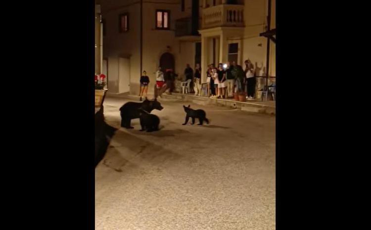 Una delle ultime immagini dell'orsa Amarena uccisa in Abruzzo