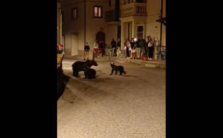 Orsa Amarena con i suoi cuccioli - (Fermo immagine)