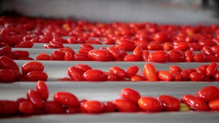Sostenibilità, l'impegno di Barilla per filiere sempre più green