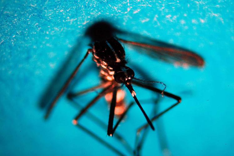 Una zanzara vettore di dengue