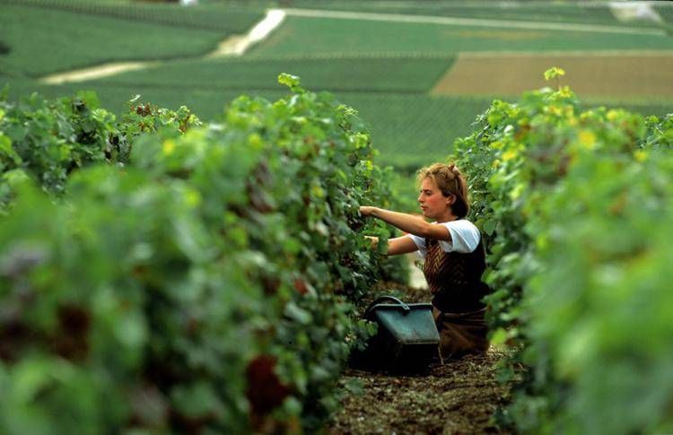 Vendemmia al via in Champagne