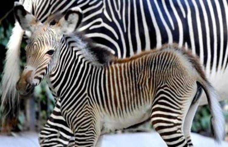 La zebra nata al BioparcoFoto Massimiliano   Di Giovanni - Archivio Bioparco 