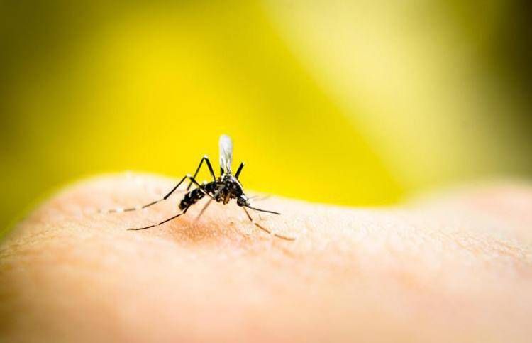 West Nile in Italia, salgono a 205 i casi: 10 morti