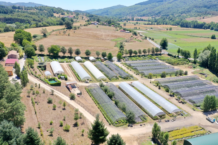 Città più verdi con gli alberi di Allasia Plant Magna Grecia: “Dalla Calabria in tutta Italia il programma PNRR a tutela della biodiversità”