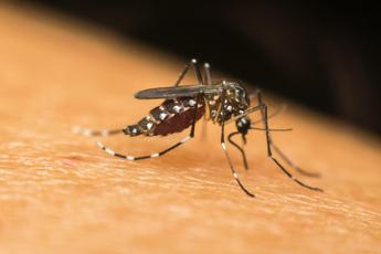 Dengue Italy, indigenous cases increase: the updated bulletin
