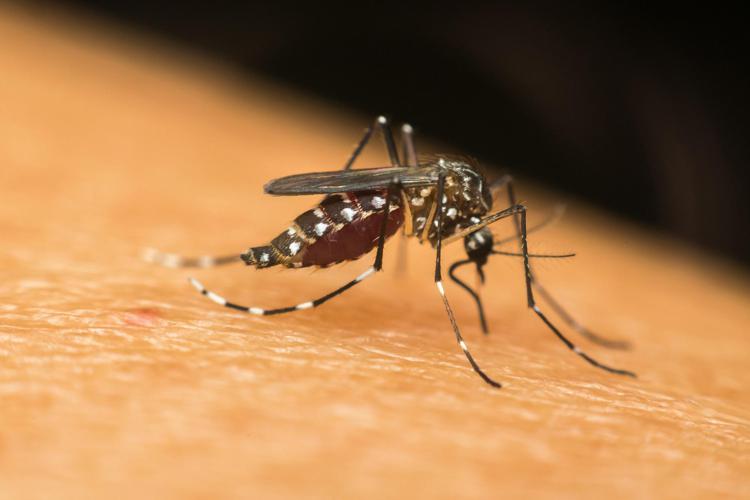 Zanzara che trasmette la Dengue ()