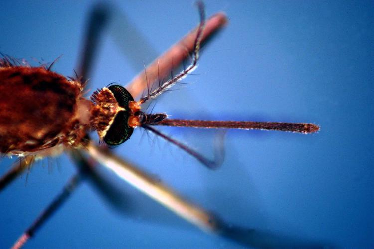 Zanzara al microscopio - Fotogramma