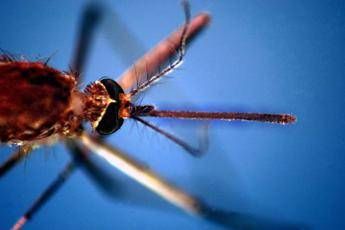 West Nile Italia, salgono a 237 i casi: 13 morti
