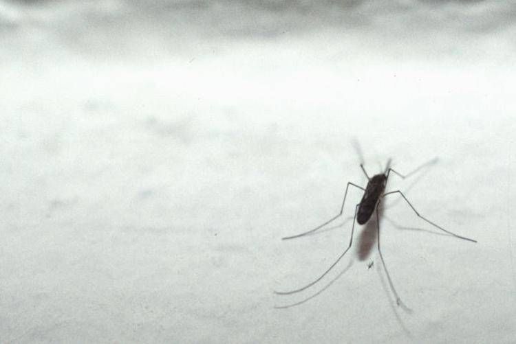 Dengue Lombardia, “Os casos epidêmicos de Lodi continuam aumentando”: as últimas notícias