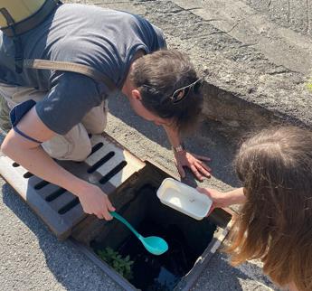 Il ‘censimento’ delle zanzare di città. Scienziati in campo a Milano
