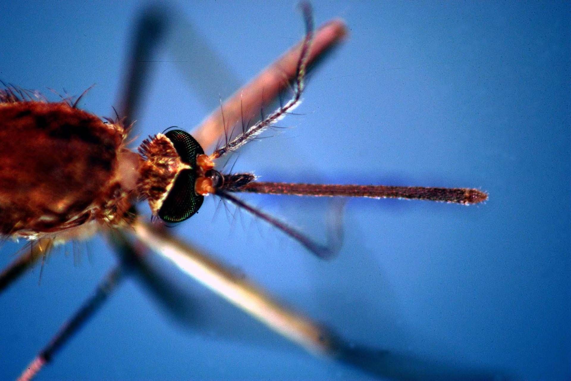 West Nile, seconda vittima nel Lazio: era ricoverato allo Spallanzani