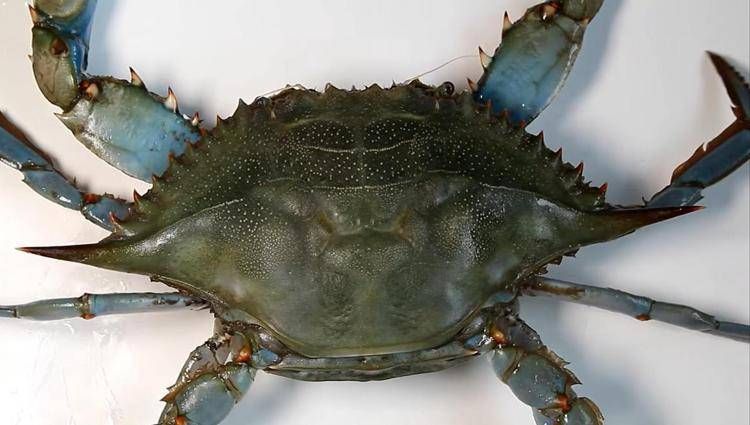 Pesca, l'esperto: 