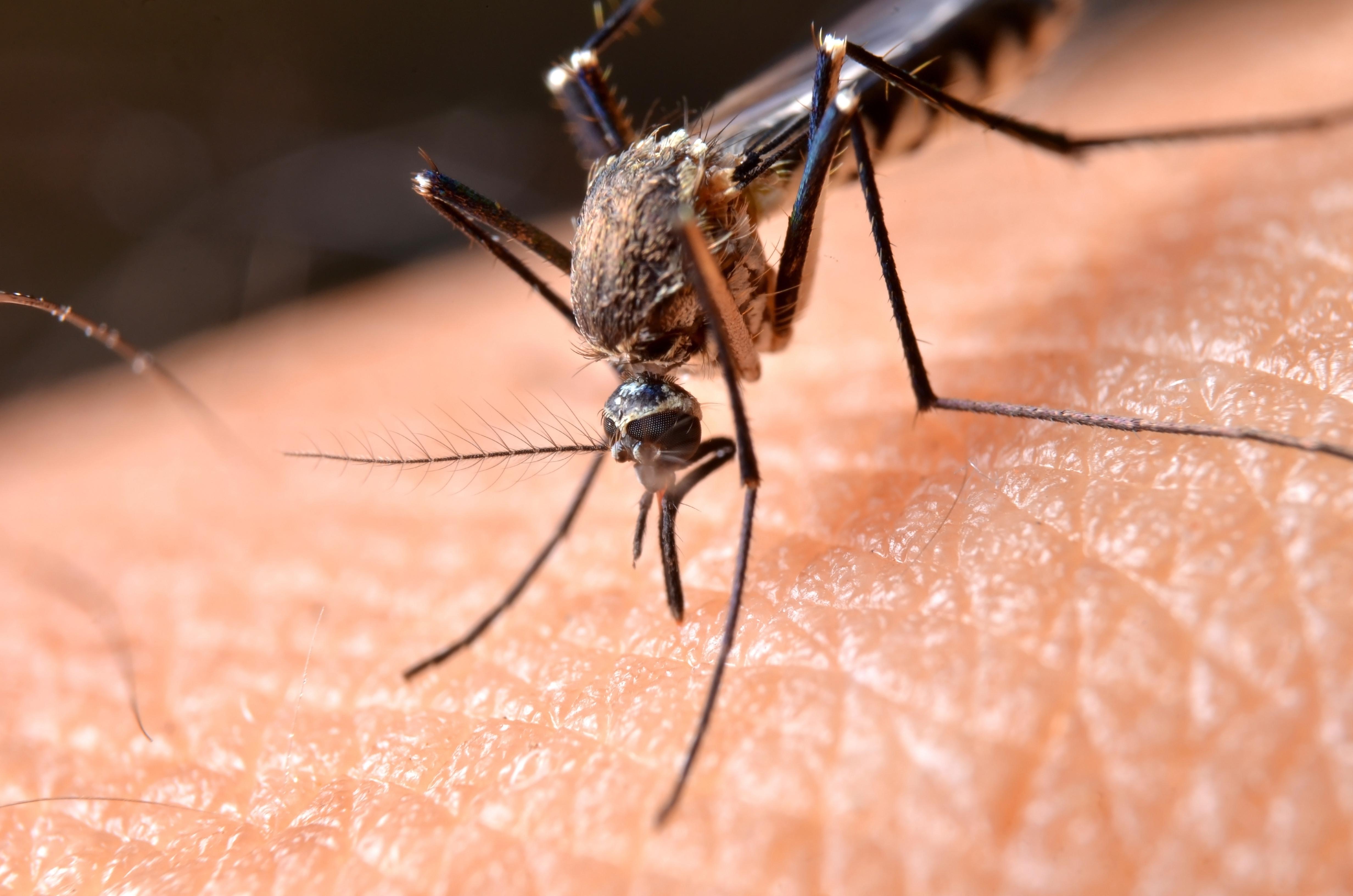 Сколько живут комары обыкновенные. Aedes aegypti комар. Москит и комар. Кровососущие комары. Крово сосущие комарыы.
