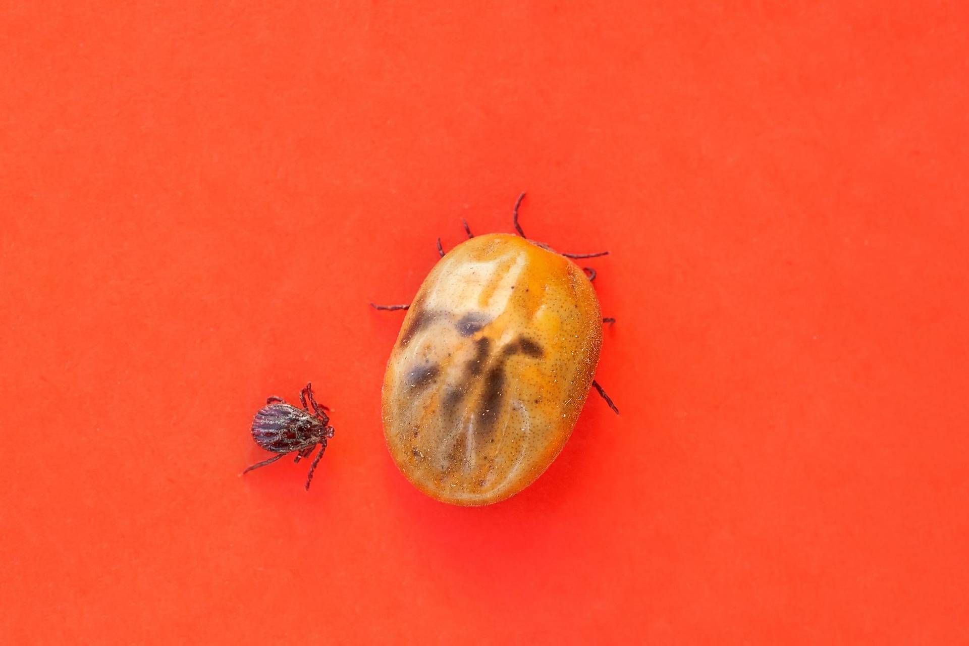 ticks-on-the-increase-in-woods-and-natural-parks-guide-to-safe