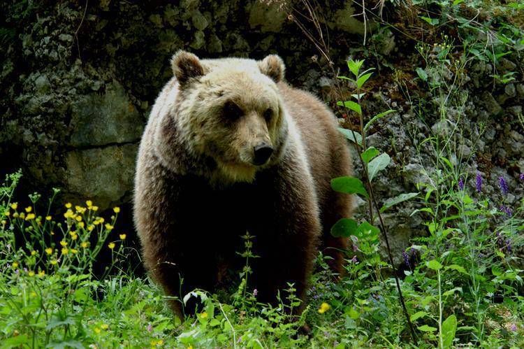 Un orso (Fotogramma)